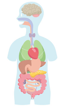 Cartoon style human anatomy. Internal organs in body silhouette on white background. Pale colored vector illustration.