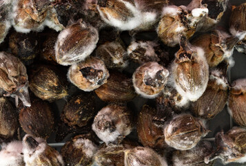 A bunch of moldy Roselle seeds. These rotten seeds can no longer be used to propagate the plant....