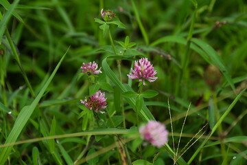 pink flower in the grass