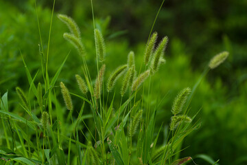 green grass in the wind