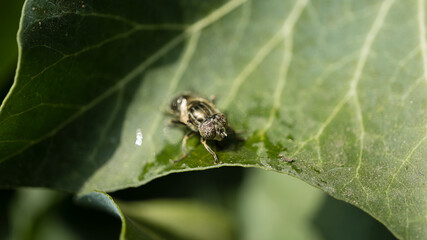 Close-up of a fly sitting on a green leaf. Macro photo