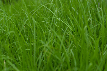 green grass in the wind