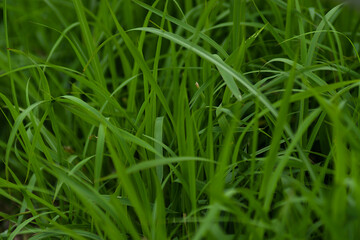 green grass in the wind