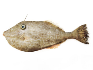 Leather Jacket Fish also known as Unicorn Leather Jacket fish Isolated on a White...