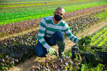 Hispanic farmer wearing protective facial mask working on farm field during harvest of red leaf mustard. Concept of health protection during coronavirus pandemic