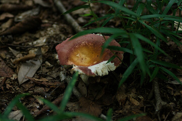 mushroom in the forest