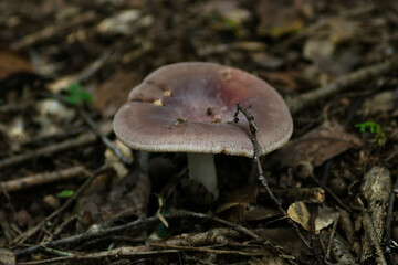 mushrooms in the forest