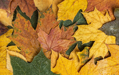 autumn dry yellow and red leaves background texture