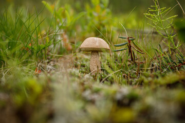 An edible mushroom in its natural environment. A mushroom in the forest surrounded by forest plants. Close-up.