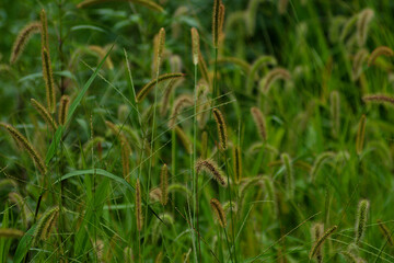 green grass in the wind