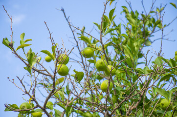 Lemon tree in the garden with yellow fruits in summer