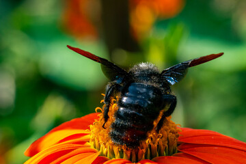 Insekten, Holzbienen auf Blumen im Garten
