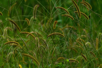 green grass in the wind