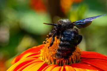 Insekten, Holzbienen auf Blumen im Garten