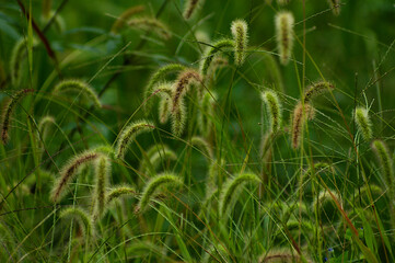 green grass in the wind