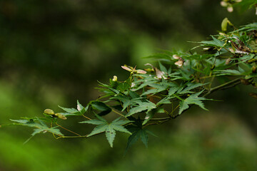 Fototapeta na wymiar japanese maple