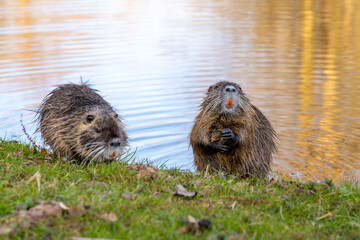 Nutria at the water