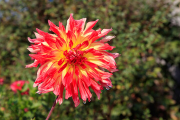 Dahlia 'Vuurvogel' (also called 'Firebird') in the garden, close-up. A stunning semi-cactus dahlia with double, red flowers with yellow centres and narrow, pointed petals