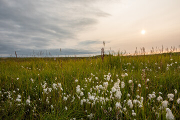 Obraz premium Endless fields, with wild grasses blossoming under the summer cloudy sky.