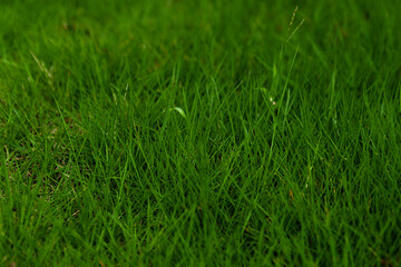 green grass in the morning