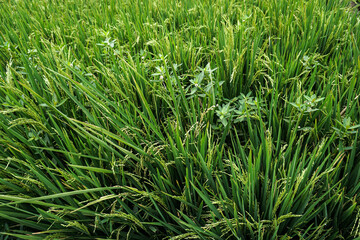 Close Up Rice Fields