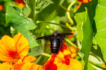 Insekten, Holzbienen auf Blumen im Garten