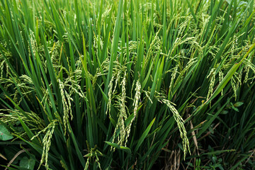 Close Up Rice Fields