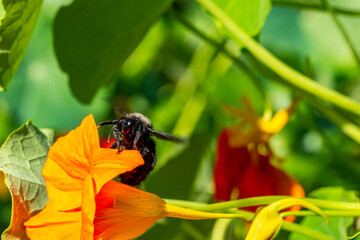 Insekten, Holzbienen auf Blumen im Garten