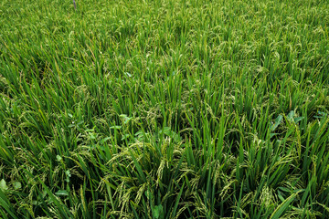 Close Up Rice Fields