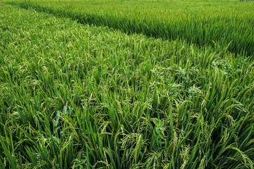 Close Up Rice Fields
