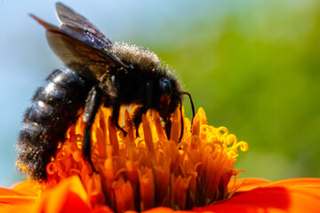 Insekten, Holzbienen auf Blumen im Garten