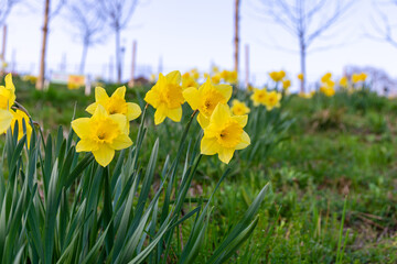 Daffodils