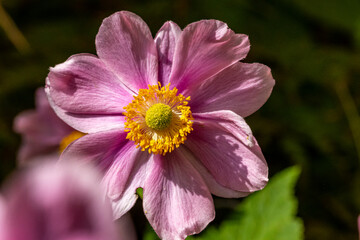 Fototapeta premium Insekten, Holzbienen auf Blumen im Garten