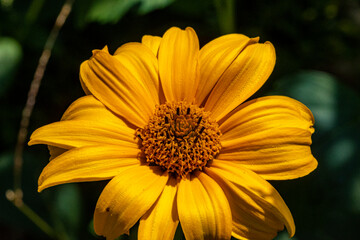 Insekten, Holzbienen auf Blumen im Garten