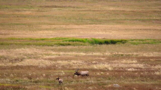 Bull elk during the elk rut of Fall 2021 in Estes Park, Colorado