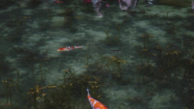 Vibrant Koi Pond, called Monet's Pond in Seki, Gifu Japan