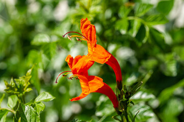 Insekten, Holzbienen auf Blumen im Garten