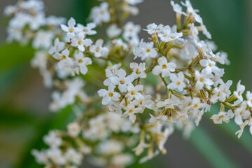Insekten, Holzbienen auf Blumen im Garten