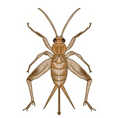 Drawing of the cricket illustration 