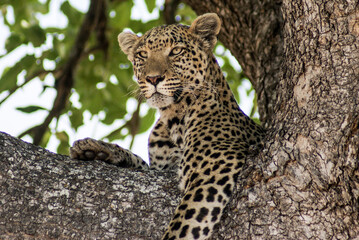 Leopard in tree