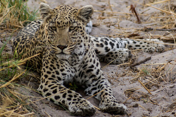 Leopard