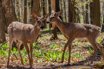 White-tailed deer in the spring as they change their winter coat to summer and grow new antlers
