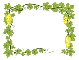 Fototapeta premium Rectangular Frame. Vine with foliage and bunches of grapes. Viticulture and farming. Branches with berries on a dense bush. Young vineyard. Sweet autumn harvest. Isolated on white background. Vector.