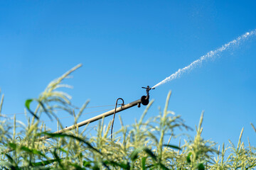 Agricultural Sprinkler Watering a Field of Corn in a Dry Season