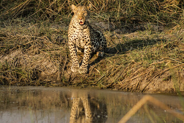 Leopard drinking