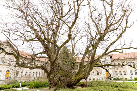 Kaiser Lothar lime tree