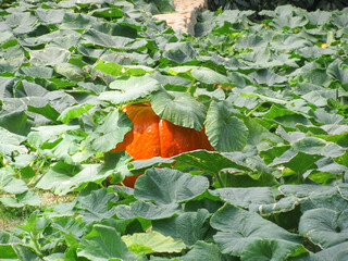 Orange pumpkin among the leaves on the field, selective focus
