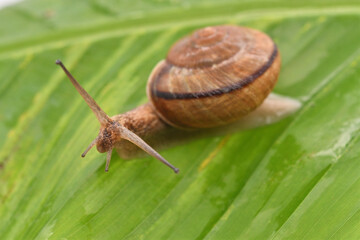 バナナの葉に乗ったカタツムリ