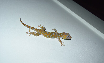 Naklejka premium Tokay gecko on gray wall , Many orange color dots spread on blue skin of Gekko gecko , Reptiles in the homes of the tropics