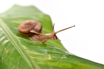 バナナの葉に乗ったカタツムリ